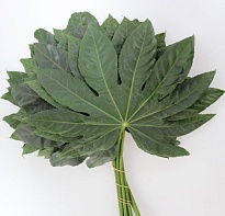 Аралия (К) дл.60 1уп