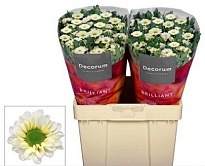 Хризантема сантини Fabiani White 25шт