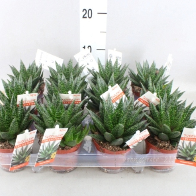 Гастерия Д` Дью d8 h10 12шт