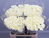 Гвоздика Diletta Crema 20шт