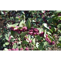 Снежноягодник (Symphoricarpos) Хенаульта Хенкок d9 h40 18шт