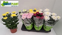 Хризантема Зембла микс 5рр d15 h35 6шт