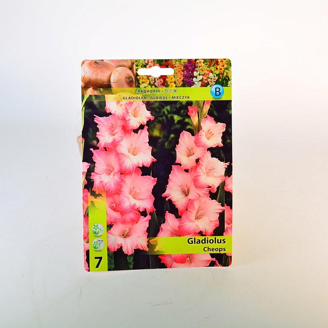 Гладиолус Хеопс 12/14 7шт*