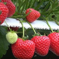 Земляника Хадемар ремонт. (ОКС) 5шт/кор