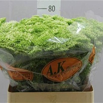 Трахелиум Lake Powell 10шт