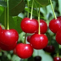 Вишня Краса Севера (дюк)/С