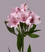 Альстромерия Tessa Debby дл.80 10шт