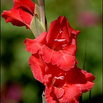 Гладиолус Red Balance 10шт