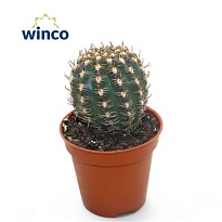 Кактус Лобивия Винтериана d5 h10 20шт