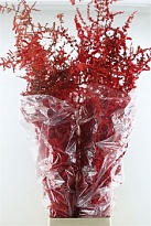 Аспарагус Wild Red Snow пучок дл.120 1шт