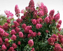 Гортензия (Hydrangea) метельчатая Файер Лайт 5л h15-20 1шт