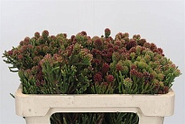 Каапс Green Cluster Star 10шт