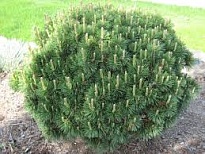 Сосна (Pinus) горная Гном 2л h15-20 1шт
