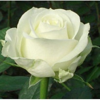 Роза Аваланш одноголовая (МЦ) дл.60 20шт/уп