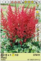 Астильба Красная 1/2 1шт*