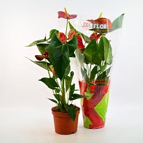 Антуриум Дакота d17 h60 6шт