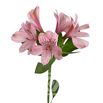 Альстромерия Tessa Elegance дл.60 10шт