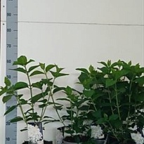 Гортензия (Hydrangea) паник. Сильвер Доллар d17 h55 6шт