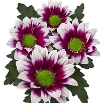 Хризантема кустовая Together (Italia) 5шт