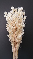 Нигела Natural пучок 1шт