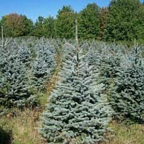 Ель (Picea) колючая Глаука 3л h30-40 1шт