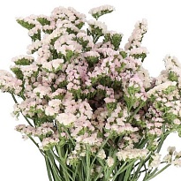 Статица Apricot Sun Birds 25 шт