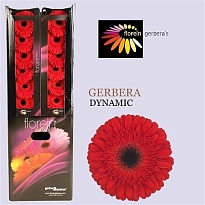 Гербера Aquabox Dynamic 48шт