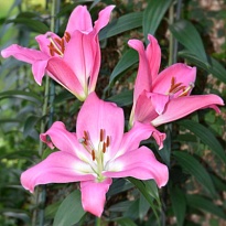 Лилия Tabledance 4+ 10шт 