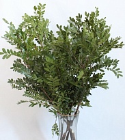 Фисташка (К) дл.65 1уп