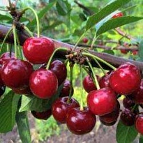 Вишня Ивановна (дюк) (ЗКС) 1шт