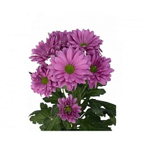 Хризантема кустовая Resq 5шт