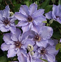 Клематис Миосотис крупноцв./Цв.Кор