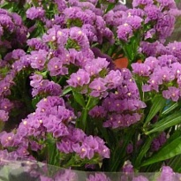 Статица Rosa Sun Birds 5 шт