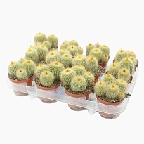 Кактус Пародия Ленингхауза d8 h15 12шт