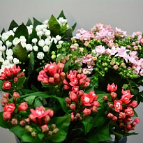 Бовардия Mix 10шт