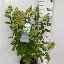 Гортензия (Hydrangea) метельч. Мэджикал Андес d9 1шт