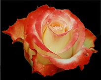 Роза LV Ignacio Roses Cabaret дл.60 25шт