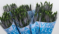 Вероника Smart June 5шт