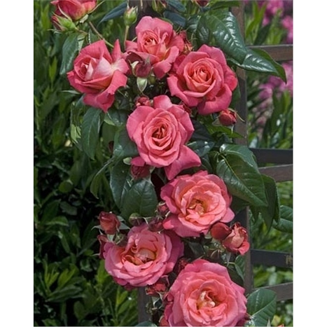 Роза Imperial Rose (B.Topalovic) Деспот плет. (ЗКС) 2л 1шт