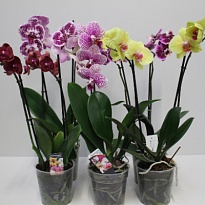 Орхидея Фален. микс 1 ст d9 h35 12шт