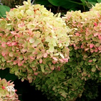 Гортензия (Hydrangea) метельчатая Гарденлайтс XS-Лайт 10л h20-30 1шт