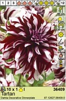 Георгина Тартан декор. 1шт*