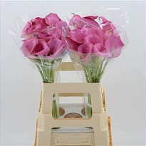 Калла Zazu 10шт