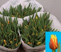 Тюльпан Fr. Davenport 10шт