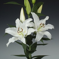 Лилия Or. Signum 2+ 10шт