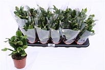 Шлюмбергера Вайт d9 h20 18шт