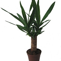 Юкка d12 h40 Промо 10шт