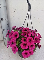 Петуния Го Туния Перпл Ханг d21 h30 1шт