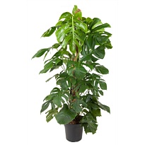 Монстера Мосп. d27 h130 1шт