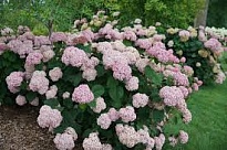 Гортензия (Hydrangea) древ.Свит Анабелль 3л h30-40 1шт